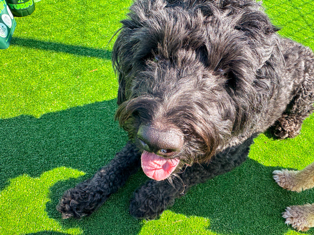 Pet on artificial grass best pet safe turf cleaner