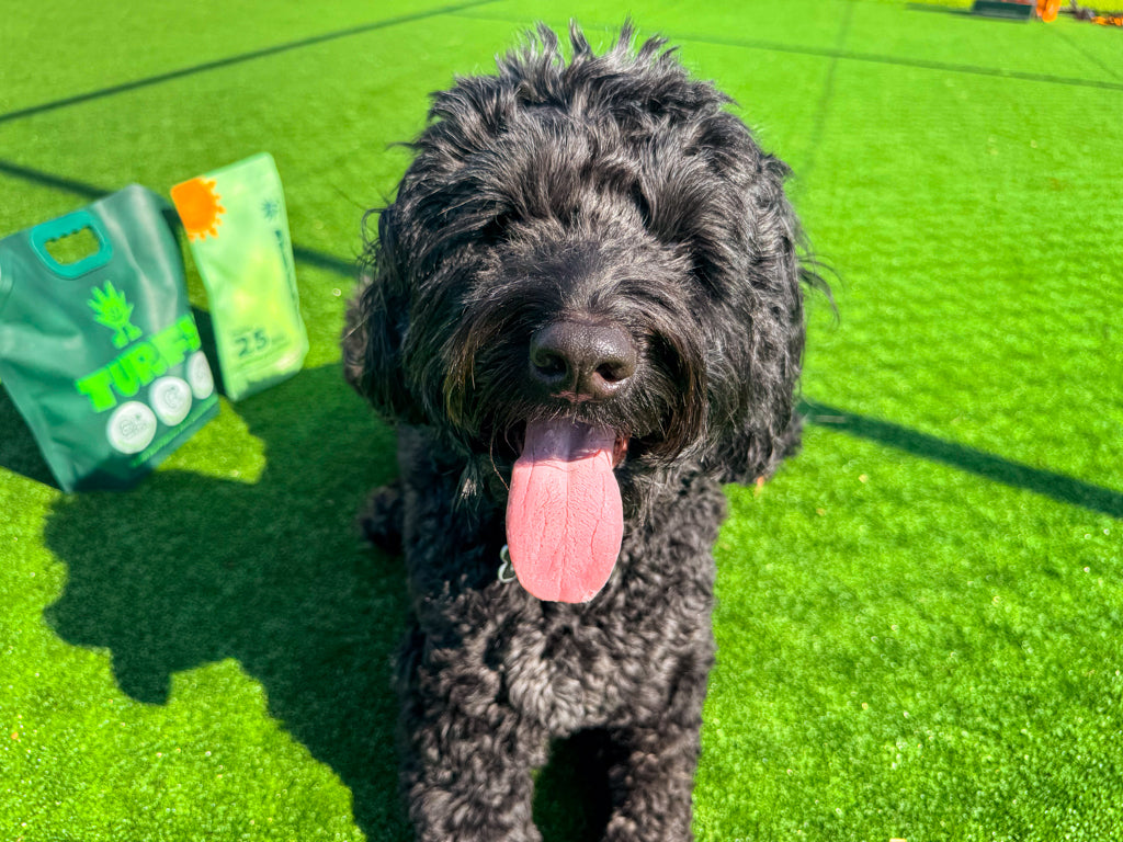 Turfy probiotic artificial grass cleaner with dog in the centre on fake grass