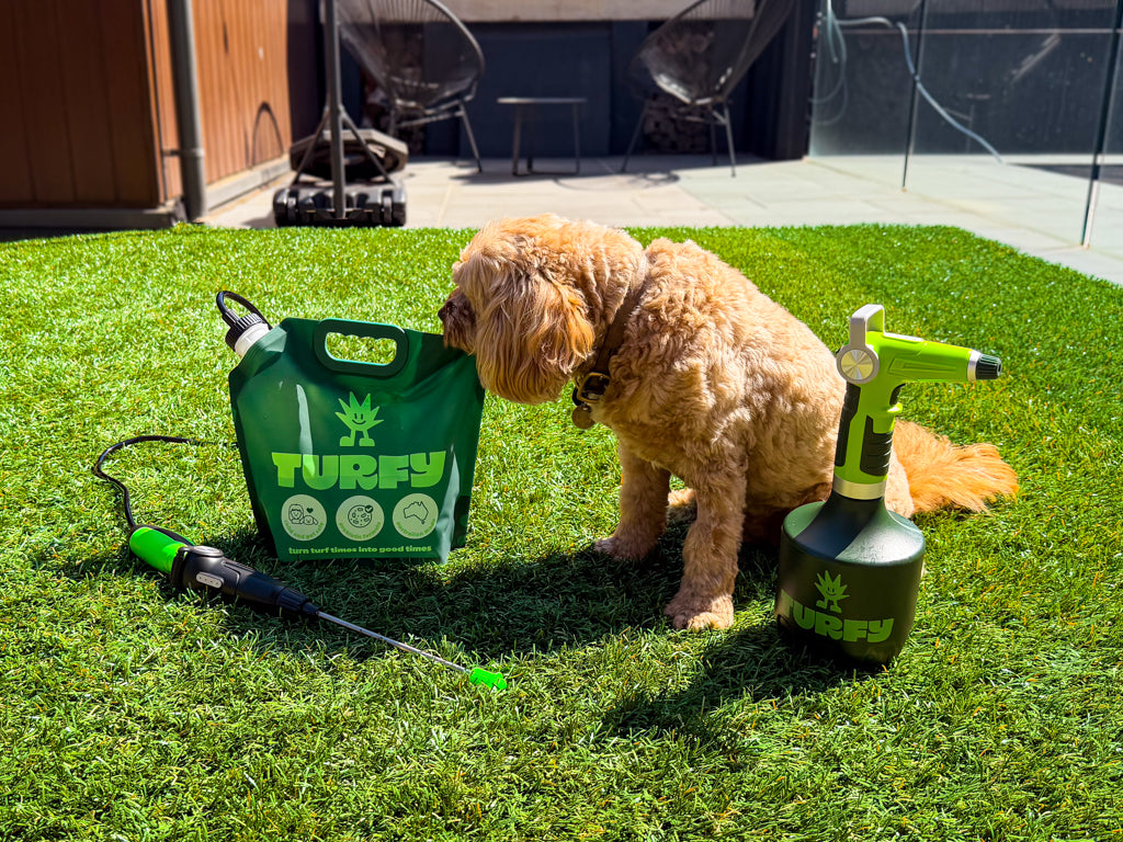 Turfy 2.5 litre and 1 litre probiotic enzyme and bacteria artificial grass cleaning kits with dog sniffing Turfy products on fake grass 