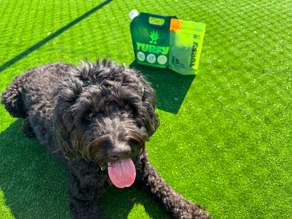 Turfy pet safe probiotic artificial grass cleaner large kit with cute dog on fake grass 