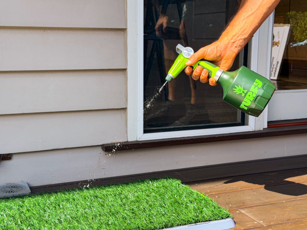 Man holding the Turfy 1 litre electric sprayer with probiotic enzymatic cleaning solution spraying on small area of fake grass with pet urine. 