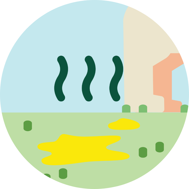 Dog urinating on fake grass leaving a strong odour and smell.